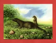 EGYPTIAN MONGOOSE postcard Africa Sudan predatory carnivore snakes animal mammal