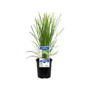 140mm Lomandra Lime Tuff - Lomandra longifolia Confertifolia