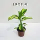 【Gardeners】金夢竹芋 3吋盆-1入(室內植物/綠化植物/觀葉植物)