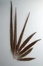 50 Pcs ENGLISH RINGNECK PHEASANT Natural Feathers 14-16" Halloween/Costume/Craft