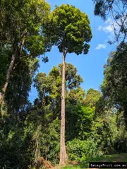 Buy Argyrodendron actinophyllum Black Booyong Tree -