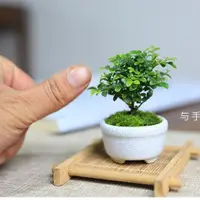 在飛比找蝦皮購物優惠-🔥暢銷 造景 植物 盆栽 懶人必備 達摩小葉九里香綠植濃香型