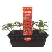 Punnet Tomato Cherry - Lycopersicon esculentum - Grow Your Own Range