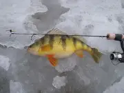 Hardwater Customs St Croix Custom Ice Rod 28" Light Replica