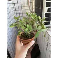 在飛比找蝦皮購物優惠-日本 黃梔子 梔子花 樹型美 開花很香 小品盆栽 豆盆  喜