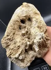 Fossilized Coral Devonian Crystal Indiana Quartz Calcite Limestone 2,003 Grams