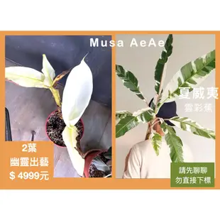 【鹿過植栽】夏威夷雲彩蕉 幽靈版 Musa AeAe