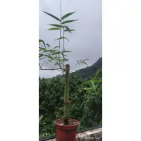 在飛比找蝦皮購物優惠-［內灣小農］，甜龍筍，甜龍筍苗，沒苦味，原產地西雙版納，宅配