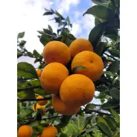 在飛比找蝦皮購物優惠-現採新竹橫山柑橘禮盒  伴手禮 柑橘 橘子 小蜜柑 椪柑 茂