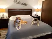 Thin Reversible Waterproof Protective Cover for Bed or Couch, for Dogs & Cats