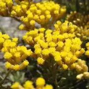 Helichrysum Absolute, Helichrysum italicum, Flower Extract, Perfume Perfumery