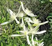 10+ Clematis Linearifolia Seeds for Home Gardening and Planting Seeds