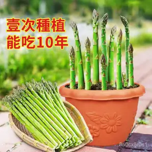 進口蘆筍種子 蘆筍種子 耐熱抗寒蔬菜種子 四季可種植 蔬菜種子