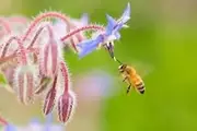 Borage Seeds 35 Seeds Bees Herbal Tea Companion Plant