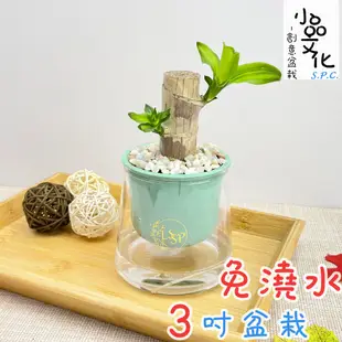 【小品文化】巴西鐵樹【現貨】3吋山形盆 懶人盆栽 免澆水盆栽 水培 簡單種植 觀葉植物 室內植物 自動吸水 花盆