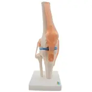 Skeleton Model Human Knee Joint Teaching Model with Ligaments Model, Size P6N6