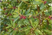 BOOBIALLA / Native juniper /Myoporum insulare *NATIVE BUSH TUCKER* seeds