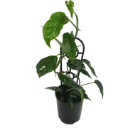 125mm Dragon-Tail Plant - Epipremnum pinnatum Variegata