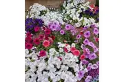PETUNIA 'Dwarf Mix' / Nana Compacta Mix seeds