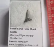 Boxed Fossil Sand Tiger Shark Tooth - Florida USA - Miocene/Oligocene