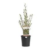 140mm Nematolepsis Grn Sentry