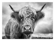 Highland Cow Black & white Canvas Print Wall Art