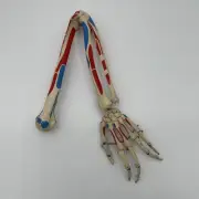 3B Scientific Articulated Human Arm Skeleton Model with Muscle Attachments