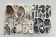 40 Natural Oyster Clam Shell pearlescent frag beach seashell jewelry craft #F US