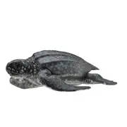 CollectA Leatherback Sea Turtle Multicolour