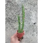 大戟錦、彩雲閣錦 EUPHORBIA TRIGONA VARIEGATA，2吋盆（大戟科植物）🌵🌵🌵