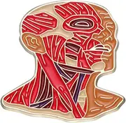 [BirtyQV] Human organ series brooches, hearts, brains, metal badges, lacquered letter pins