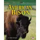 American Bison