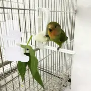 Bird Cage Water Feeder Automatic Drinker Parrot Dispenser Drinking