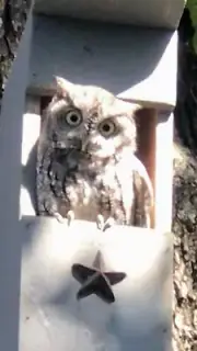 Veteran Made Owl Houses Screech Owl nesting box Lone Star Woodcraft