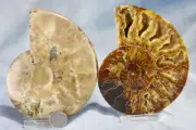 Large Ammonite Pair 118mm Great Crystals 4.7" 110myo Dinosaur age Fossil 4299cc