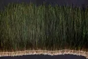 20 Inches Peacock Hurl / Fringe 6-8" in height Feathers Craft(Trim/Hats/Costume)