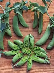 Pea Sugar snap Dwarf 20 Seeds