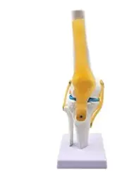 Anatomical Medical Knee Joint Model with Stand Life Size with Ligaments Medical