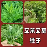 🎉【限時搶購】驅蚊辟邪艾草種子/撒土就能活/艾葉種子/防蚊驅蟲/泡腳艾灸/泡水煮水/大葉艾草/盆栽艾草/艾草青團材料可食