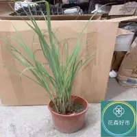 在飛比找momo購物網優惠-【花森好市】檸檬香茅 檸檬草(香草植物 盆栽 檸檬香氣)