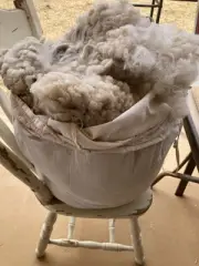 Raw Alpaca Fleece - natural White