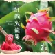 【初品果】台南白河草生栽培紅肉火龍果5斤7-9顆x2盒