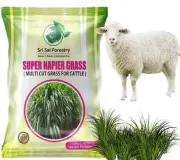 Super Napier Grass Seeds for Cattle, High Yield, Multi Cut Grass (220 g)