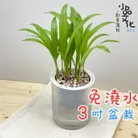 在飛比找蝦皮商城優惠-【小品文化】黃椰子【現貨】3吋條紋圓免澆水盆栽 懶人盆栽 觀