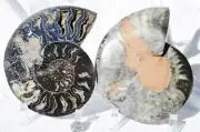 Large Black Ammonite PAIR Deep Crystals 110myo FOSSIL XXL 172mm 6.8" 9528uu