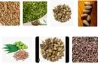 30 Neem tree se eds Azadirachta indica Margosa Nimtree Indian lilac Dogoyaro oil