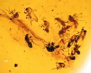 Rare Swarm of Brachycera (Flies), Fossil inclusion in Burmese Amber