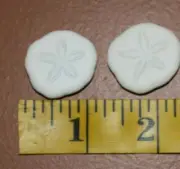 Craft Shells Small Sea Cookies White, Most Are 1 inch size range, #47