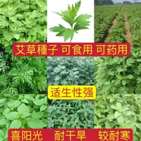 在飛比找蝦皮購物優惠-🔥🥬全網最低價一元一粒【艾草種子】 四季可種植 易種植 可食