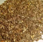 KOKILAKSHA Asteracantha Longifolia talmakhana Ayurveda WHOLE SHIP FREE